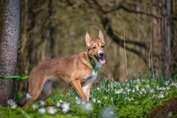 Beautiful purebred young dog on a leash in the spring forest.