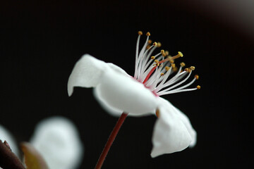 close-up of apple blossoms 