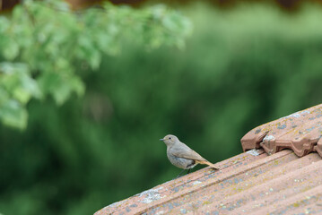 Oiseau rouge queue isolé