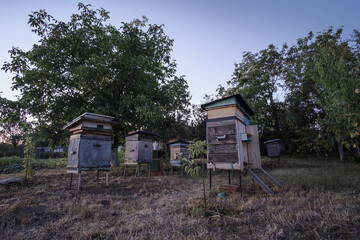 Beehives at the edge of the forest in the evening at sunset