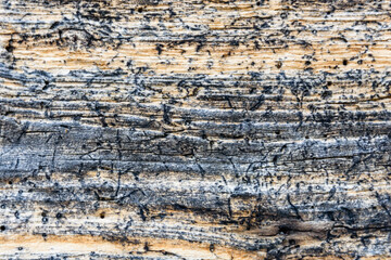 Texture of the log damaged by wood pests. Wooden pattern for background