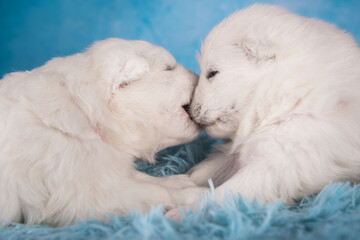Two small one month old cute white Samoyed puppies dogs