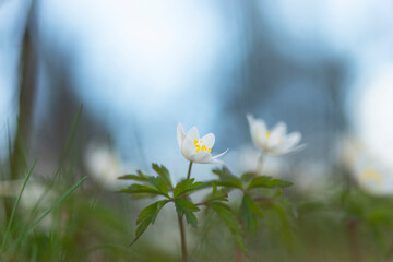 wood anemone or windflower on beautiful spring day