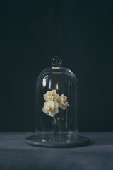 lasts narcissus