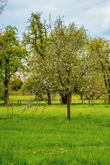 Old apple trees in the orchard .