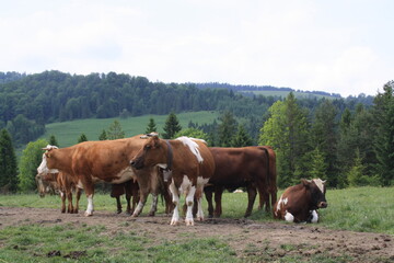 Naklejka na ściany i meble herd of brownish white cows in the Carpathians
