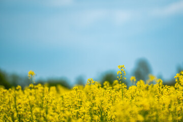 yellow rapeseed flowers in the field