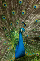 Obraz premium Nature - A beautiful male peacock with an open tail.