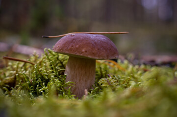 Mushroom Penny Bun bolete growing in the forest in green moss. Pine needle lying on mushroom's cap.