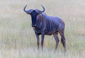 Wildbeast, Gnu in the Savannah of Kenya, Amboseli National Park, Africa