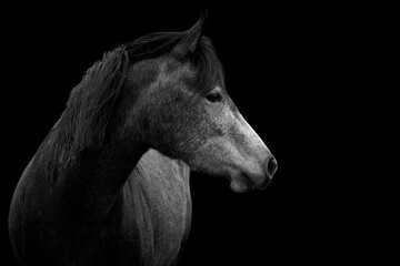 Fototapeta na wymiar Close-up of a horse isolated on black background