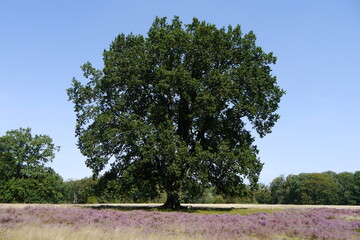 Baum in der Lüneburger Heide