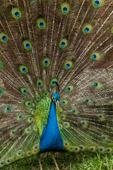 Obraz premium Nature - A beautiful male peacock with an open tail.
