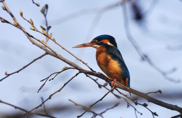 A Common Kingfischer (alcedo atthis) in the Reed, Heilbronn, Germany