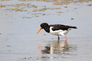 An Oystercatcher (Haematopus ostralegus) searching for Food, Peninsula Nordstrand, Germany, Europe