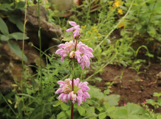 Medicinal plant Phlomis tuberosa,Jerusalem sage in an organic garden. It is a perennial flowering plant. The plant used as a folk restorative medicine against intoxication, tuberculosis.