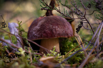 King of the mushrooms pine bolete in the autumn forest. 