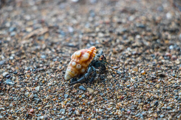 Hermit Crab on the Sand