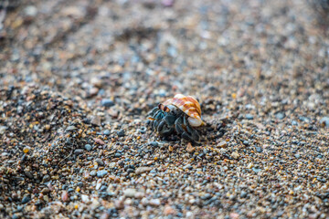 Hermit Crab on the Sand