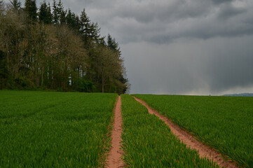 Tracks in green field leading up to woods against a grey cloudy sky