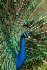 Obraz premium Nature - A beautiful male peacock with an open tail.
