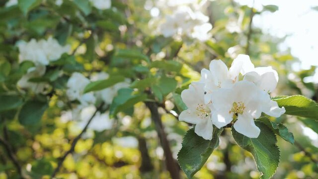 Blossom apple tree with branches with sun flares on background. Apple tree flower close up. Beautiful white flowers. 4K.