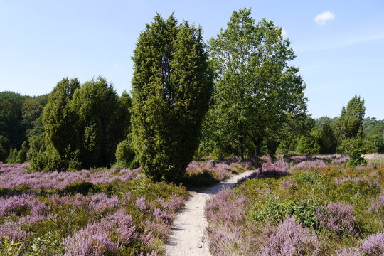 Wanderweg bl&uuml;hende L&uuml;neburger Heide