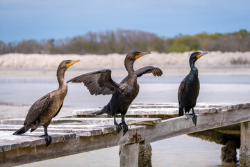 wild geese on  a wooden pier. Wild geese stretching. Close up of three geese. 