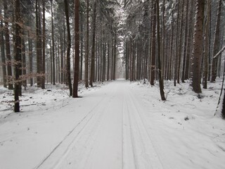 Snow covered forest path