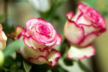 Pink and white blooming roses gifrt with love