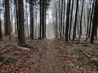 Path in misty forest