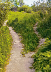 An uneven footpath among the grass divides into two narrow paths that lead in different directions.