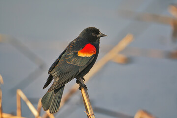 red winged blackbird