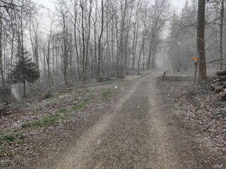 Forest road during snow fall