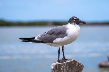 Seagulls on a wooden pier. Birds on a pier. Wooden pier full of birds. 