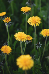yellow dandelions in the grass