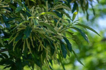 Castanea sativa white sweet chestnuts flowering tree, detail of branches full of flowers in bloom