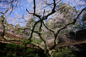 Yoshinoyama sakura cherry blossom at Mikumari-jinja shrine. Mount Yoshino in Nara Prefecture, Japan's most famous cherry blossom viewing spot - 日本 奈良 水分神社のしだれ桜