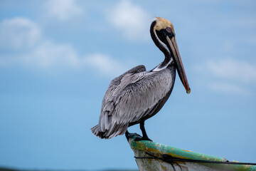 Pelican on a wooden pier. Resting Pelican. Close up of a bird. Close up of a Pelican. 