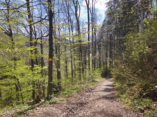 Fototapeta na wymiar Hiking trail in forest