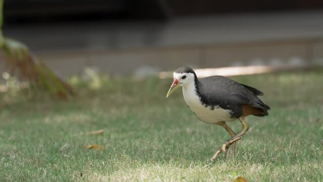 White-breasted waterhen with broken leg jumping on a lawn