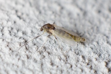 small insect Mycetophilidae fungus gnats