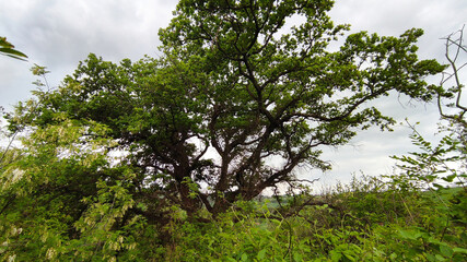Fototapeta na wymiar Grande quercia in primavera nelle Marche