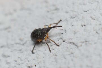 small and young beetle Curculionoidea