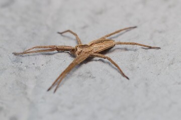 Nursery web spider Pisaura mirabilis