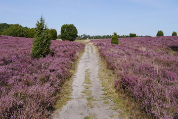 Fototapeta na wymiar Feldweg Lüneburger Heide