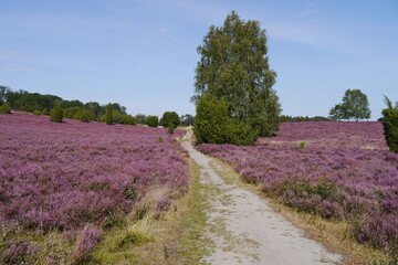Fototapeta na wymiar Lüneburger Heide in Blüte