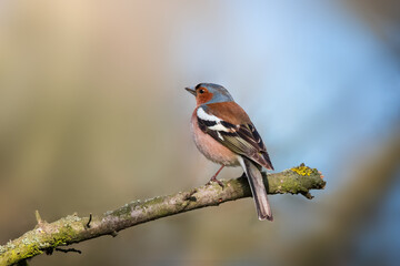 Cute common chaffinch bird sitting on tree branch