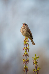 Cute corn bunting bird sing on the tree branch