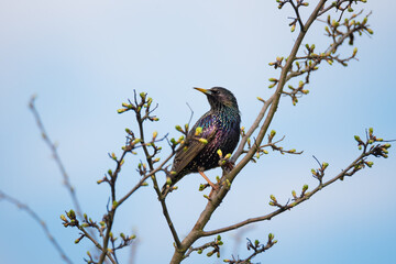 Single Common starling sitting on spring tree branch